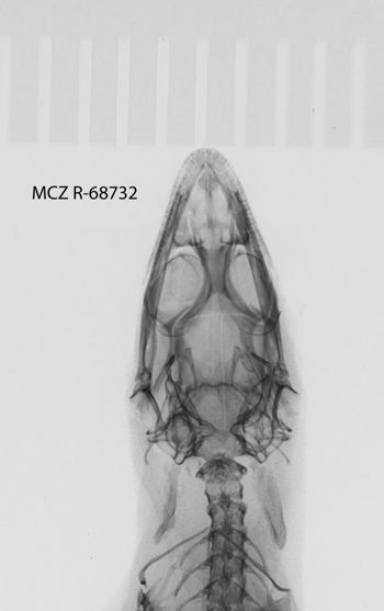 Media type: image;   Herpetology R-68732